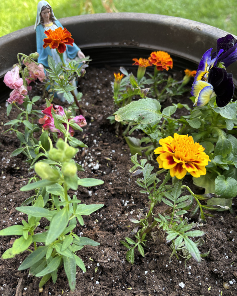 photo of Mary mini garden 